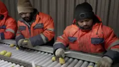 Россиядаги картошка саралаш цехида ишлаётган ҳиндистонлик мигрантлар