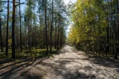 Un bosque europeo