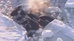 косатки