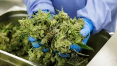 Каннабис Германия