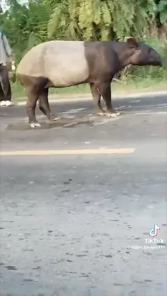 Tapir disembelih warga, polisi tangkap empat pelaku