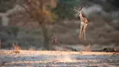 እሰይ! ሎሚ ዓርቢ እዩ!
