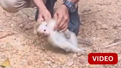 மின்சாரம் தாக்கி மயங்கிய குரங்கு - உயிரை காப்பாற்றிய வனத்துறை அதிகாரி 