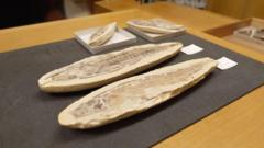 Os fósseis brasileiros em Oxford que voltarão ao país para recompor acervo do Museu Nacional