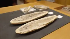 Foto de peixes fossilizados em cima de uma mesa