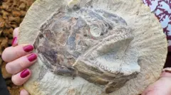 Fosil Pachycormus