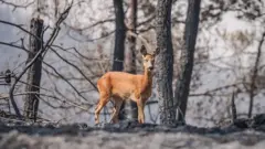 Yangından kaçan bir karaca 