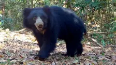 மேற்கு தொடர்ச்சி மலைத்தொடர் சந்திக்கும் அதீத பிரச்னைகள் : மனித குறுக்கீடு அறிய இனங்களை அழிவுக்கு கொண்டு செல்லுமா?