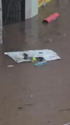 जब बारिश के पानी में नज़र आया अजगर 