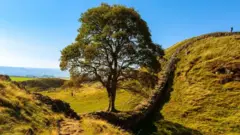 Árbol de Robin Hood