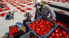 domates üreticileri 