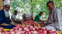 Deux hommes trient des pommes au Cachemire, en Inde.
