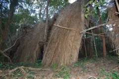 Moradia temporária feita de folhas de palmeira de babaçu