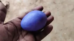 سید نور کی مرغی نے مبینہ طور پر ’نیلا انڈہ‘ دے کر سب کو حیران کردیا ہے۔ 