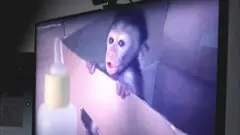 বানরের ওপর অত্যাচারের ভিডিও থেকে স্ক্রিনশট 