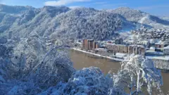 Лозница под снегом