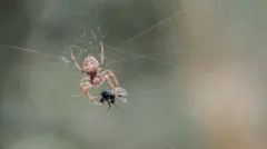 Aranha marrom pendurada na sua teia, indo de encontro a uma mosca preta que foi capturada