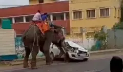 ఏనుగు 