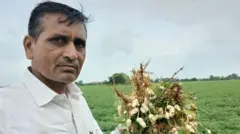 ગુજરાત, મગફળીનું ઉત્પાદન, મગફળીનું વાવેતર, ગુજરાતની ખેતી, કપાસનું વાવેતર, મગફળીના બજારભાવ, સરકારી ટેકાના ભાવ, જૂનાગઢ, રાજકોટ, મોરબી, બીબીસી ગુજરાતી, ભારતમાં ખેતી