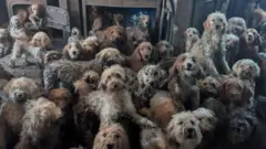 कुत्र्यांचा फोटो एआयने बनवलेला आहे अशी चर्चा होती. पण तो फोटो खरा आहे, असं आरएसपीसीएने स्पष्ट केलं आहे.