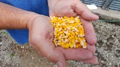 milho na mão de agricultor