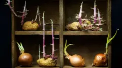 অঙ্কুরিত আলু, পেঁয়াজ