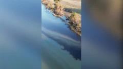 Meksikada çay neft sızmasından çirklənib