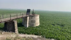 આજી-2 ડૅમમાં 24 નવેમ્બર 2025ના રોજ પાણીના બદલે પાણી પર તરતી જળકુંભીની વિશાળ ચાદર દેખાય છે. 