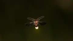 આગિયો