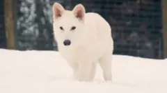 Debata među naučnicima: Jezovuk ili modifikovana vrsta sivog vuka