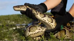 cobra píton sendo segurada por mão humana