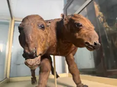 museum