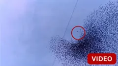 சோளக் குருவிகளை துரத்தும் வல்லூறு 