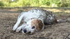 บางครั้งสุนัขจะเกลือกกลิ้งตัวกับของเหม็นน่าขยะแขยง แต่ก็มีเหตุผลอยู่หลายประการที่มันทำเช่นนี้