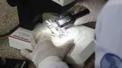 Cientista com luvas de borracha segura instrumento que mede o tamanho de um girino, que está numa placa em cima de um microscópio