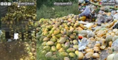 மாம்பழத்துக்கு உரிய விலை நிர்ணயிக்கக் கோரும் மா விவசாயிகள்