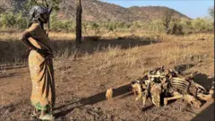በድርቅ ምክንያት የሞቱ ከብቶች