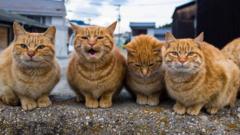 mengapa-ada-kucing-pendiam-dan-ada-kucing-yang-cerewet