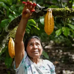 A venda de cacau produzido em "chakras" do Equador tem gerado renda para as comunidades, mas também pode trazer novas pressões para esse modelo de cultivo diversificado