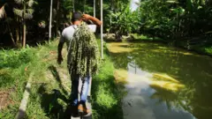 Mężczyzna niesie zebrane jagody acai w amazońskim lesie deszczowym w dystrykcie Igarapé Miri w stanie Pará w Brazylii. Z jego prawej strony widać rzekę