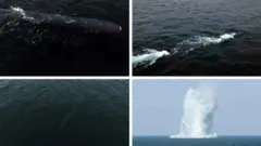 Miidiyaaleen mootummaa Kooriyaa Kaabaa suuraalee kanneen maxxansan