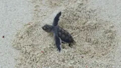 Filhote de tartaruga saindo na areia