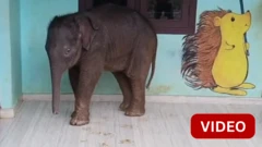 காணொளி: பள்ளிக்குள் புகுந்த குட்டி யானை - போராடி துரத்தப்பட்ட காட்சி