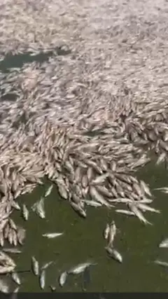 FishDeath