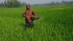 ধানক্ষেতে সার ছেটাচ্ছেন একজন কৃষক।