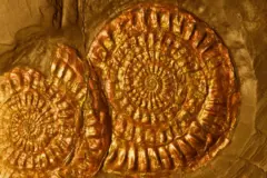 Fósiles de amonites con capa de concha iridiscente intacta, especie Ammonoidea, Período Jurásico, hace 144 a 208 millones de años, Lyme Regis, Dorset, Inglaterra, Reino Unido.