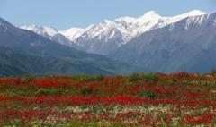 প্রাকৃতিক সৌন্দর্যের জন্য মধ্য এশিয়ার দেশ কিরগিস্তানের বিশেষ পরিচিতি রয়েছে