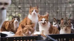 Cats