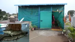 మేడ మీద చేపల పెంపకం