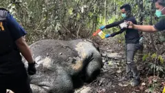 Personel Polres Pelalawan melakukan olah tempat kejadian perkara penemuan bangkai gajah sumatra (Elephas maximus sumatranus) di Riau,